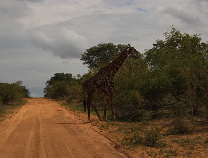 A giraffe Giraffa camelopardalis in Kruger National Park in South Africa Photo Credit Zack Neher