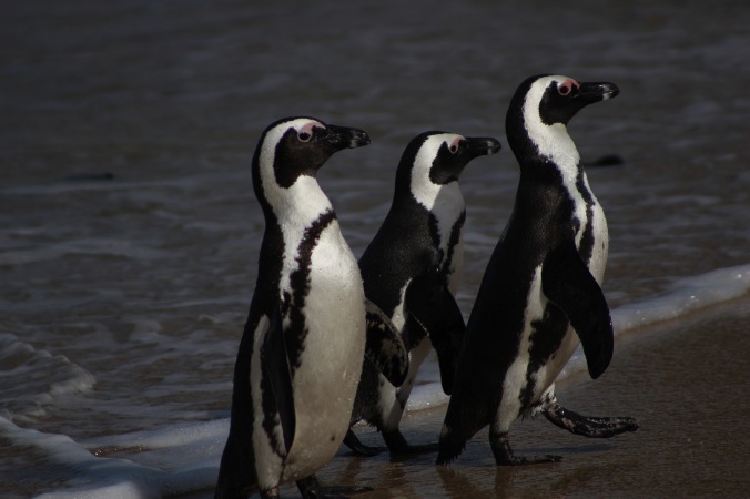 A trio of African Penguins Spheniscus demersus on the beach at Simon's Town in Cape Town South Africa with Michael Collett and Teddy Castro Photo Credit Zack Neher
